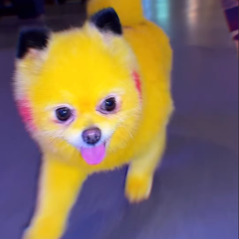 Zaza the yellow dog