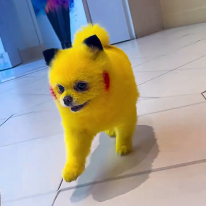 Zaza the yellow dog standing on tiled floor