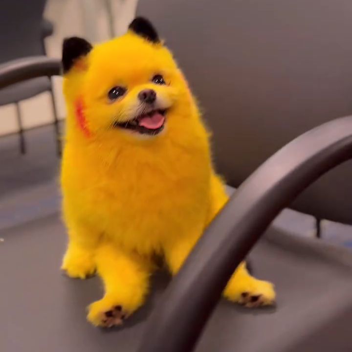 Zaza the yellow dog with happy expression