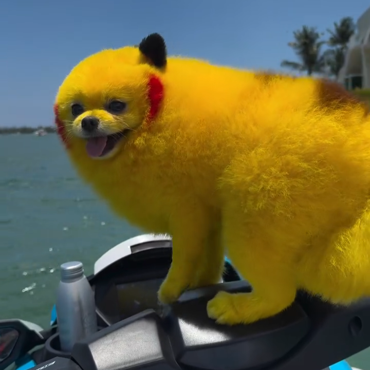 Zaza the yellow dog on a boat