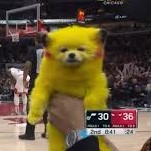 Zaza the yellow dog in sports arena