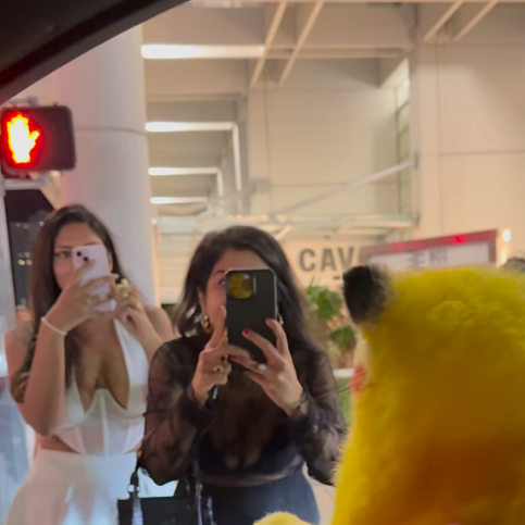 Zaza the yellow dog in social setting