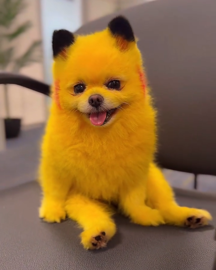 Zaza the yellow Pomeranian